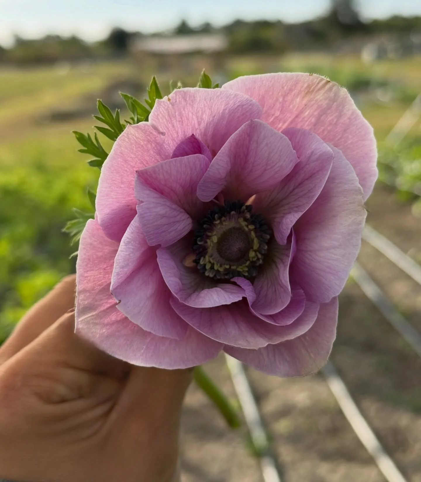 One of the first signs of spring: anemone 🌸