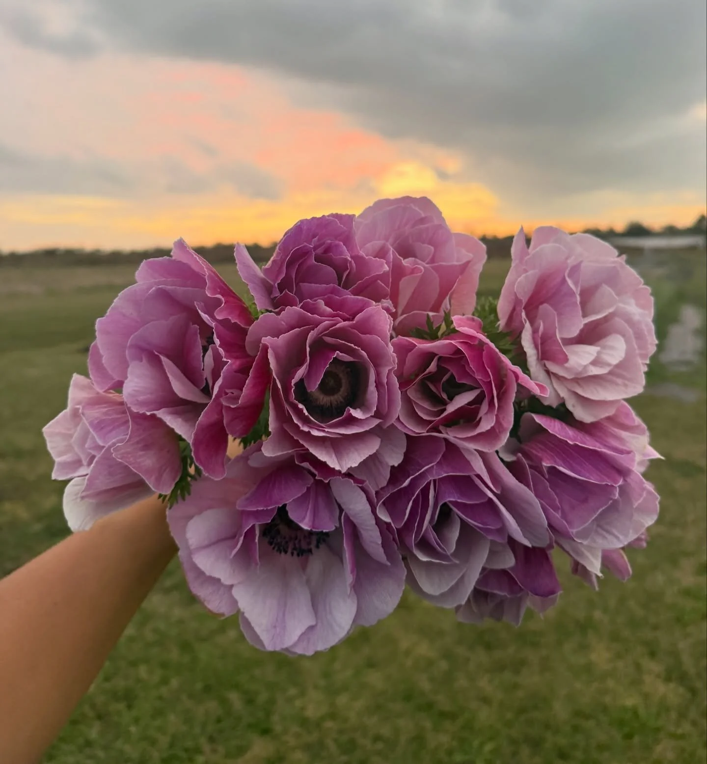 Italian anemones showing off in the sunset 🌸