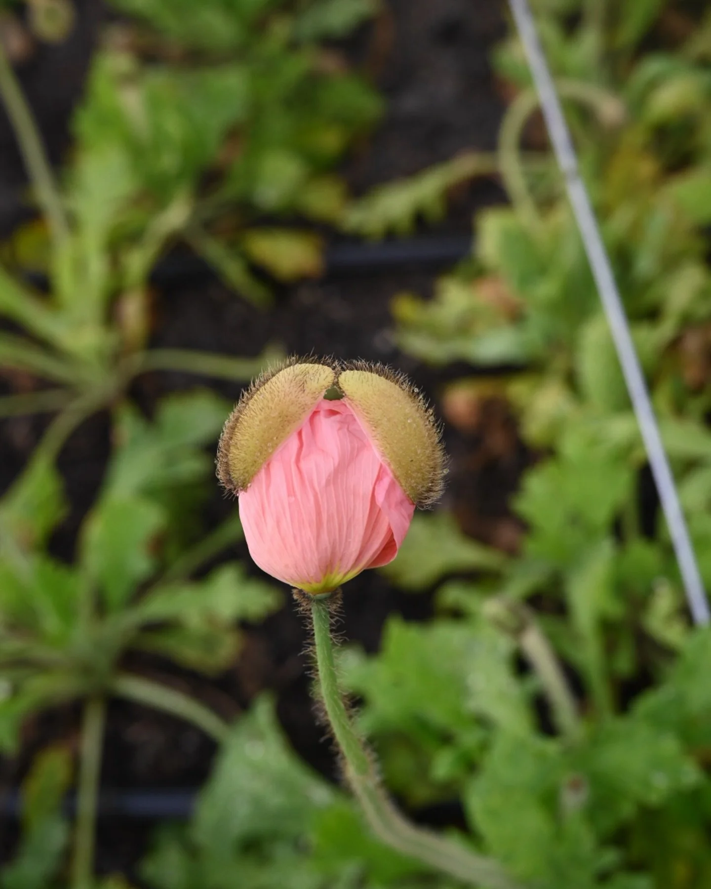 When poppies wake up in the morning, they&rsquo;re tucked into a fuzzy little shell that splits open at first light. Their necks stretch and stiffen to crack, quickly, by the time the sun is up revealing their perfect crepey petals. By mid afternoon,