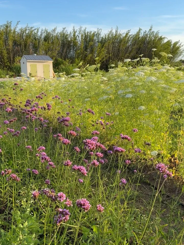 Late Spring 🌸✨🪿💐🌺🌼🐥🌿🌷🌧️