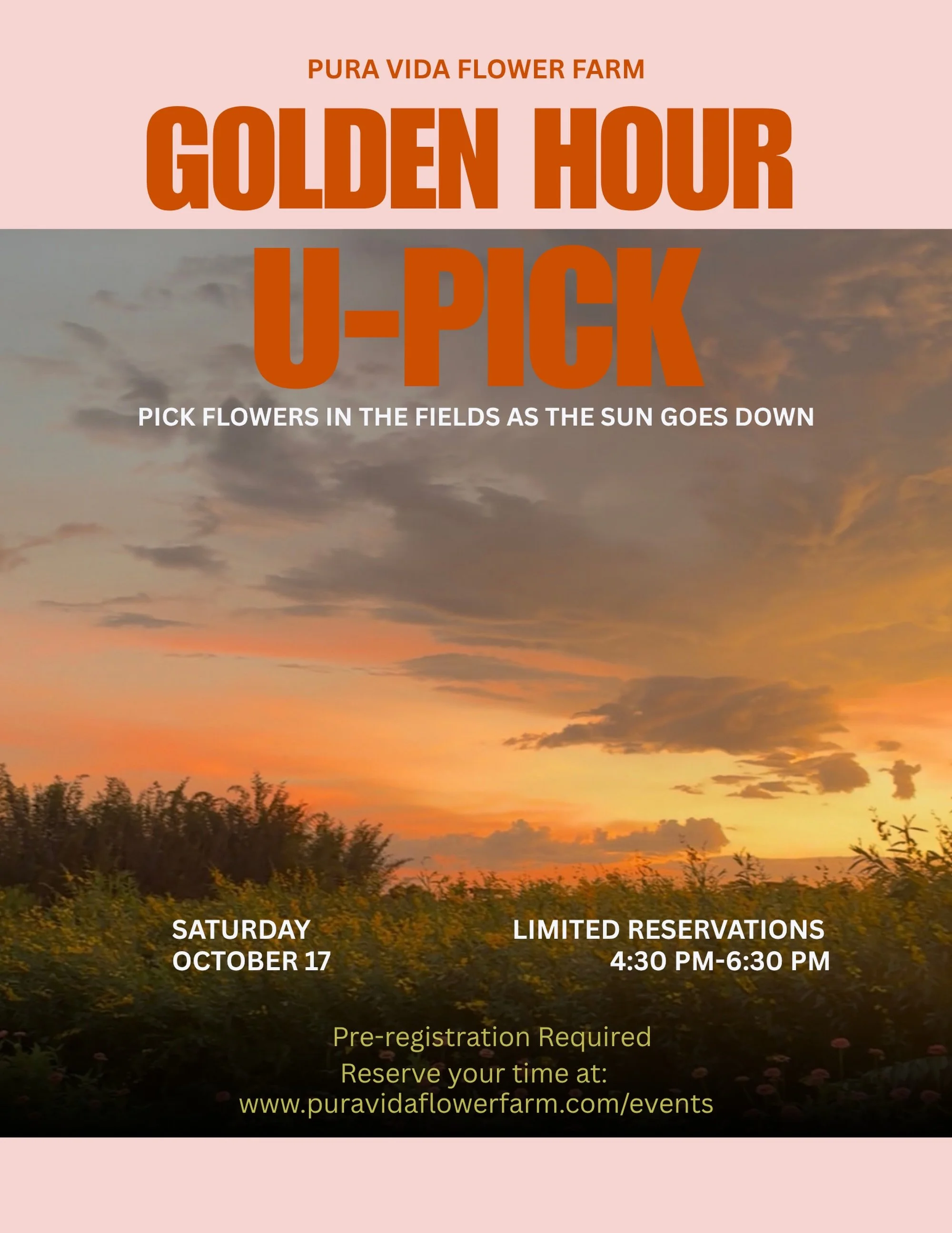 Looking for something to do in Vero Beach this fall? 🌅🌸 Join us for a Golden Hour U-Pick at Pura Vida Flower Farm in Vero Beach, Florida!

On Saturday, October 17 from 4:30&ndash;6:30 PM, come wander our flower fields as the sun goes down and pick 