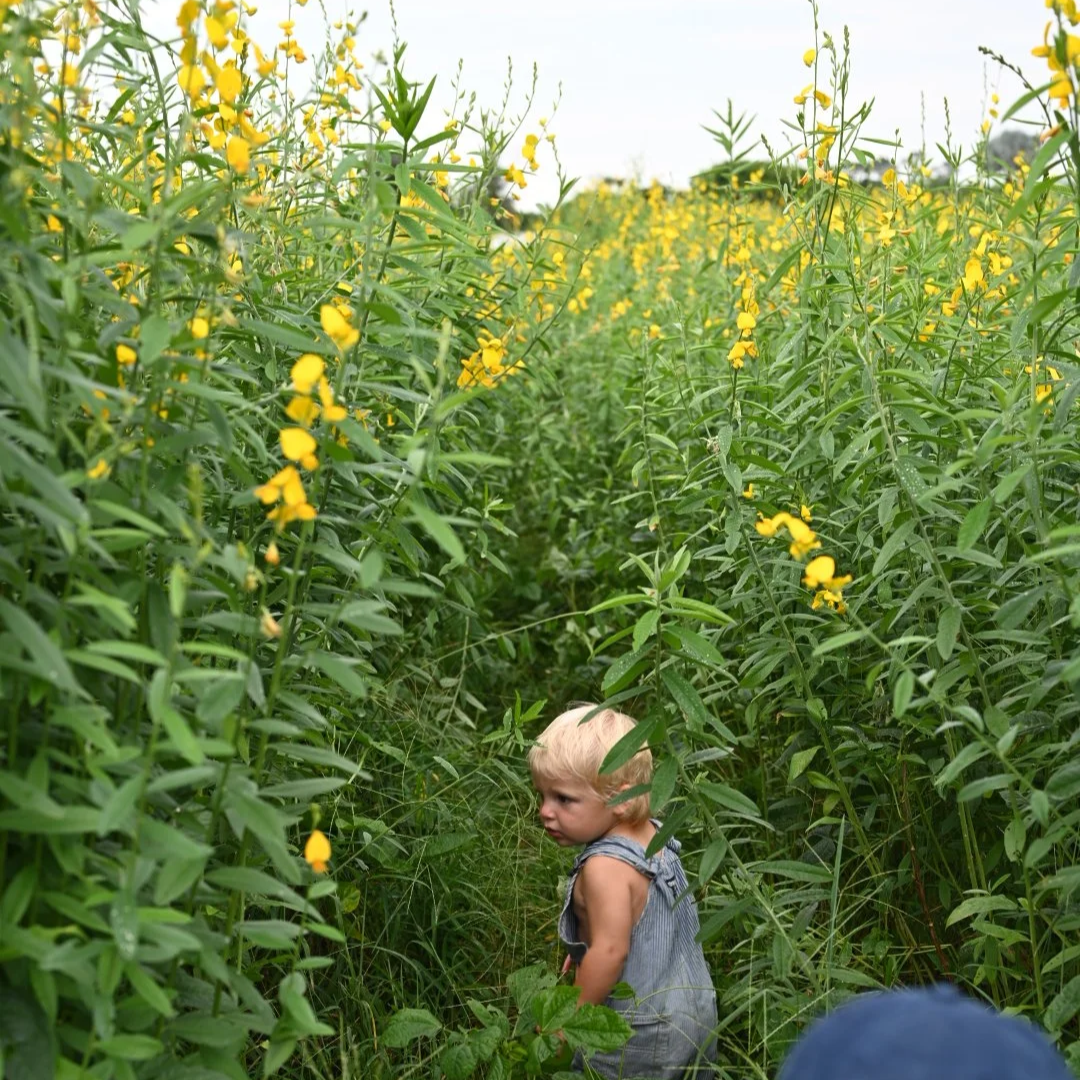 A young child with blonde hair wearing a grey sleeveless dress walking through a lush green field with tall yellow flowering plants during daytime.
