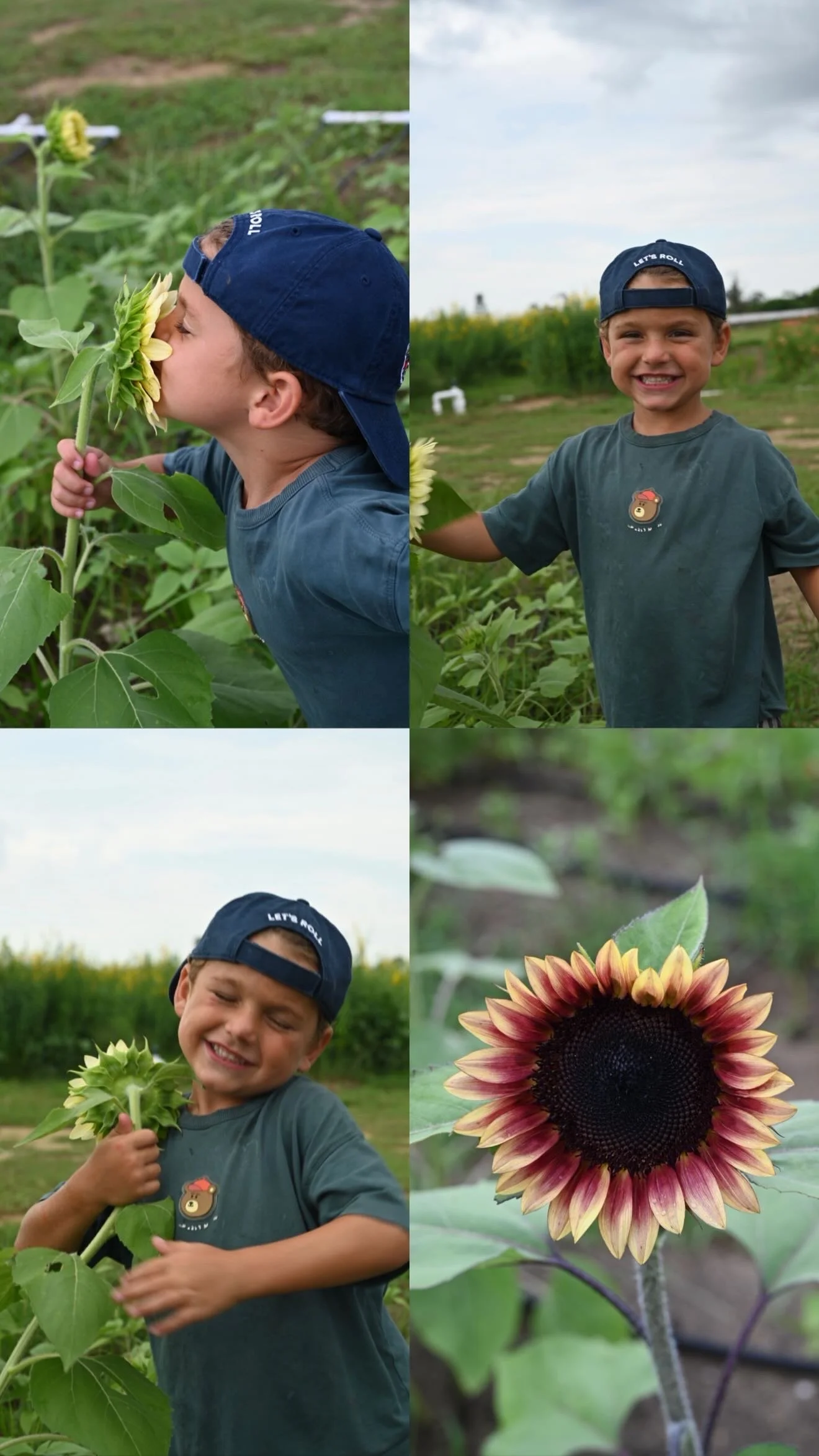 A collage of four photos featuring a young boy in a sunflower field, showing him smelling a sunflower, smiling and holding a sunflower, and a close-up of a sunflower with a bright yellow and brown center, and a large sunflower with a dark center and yellow petals.