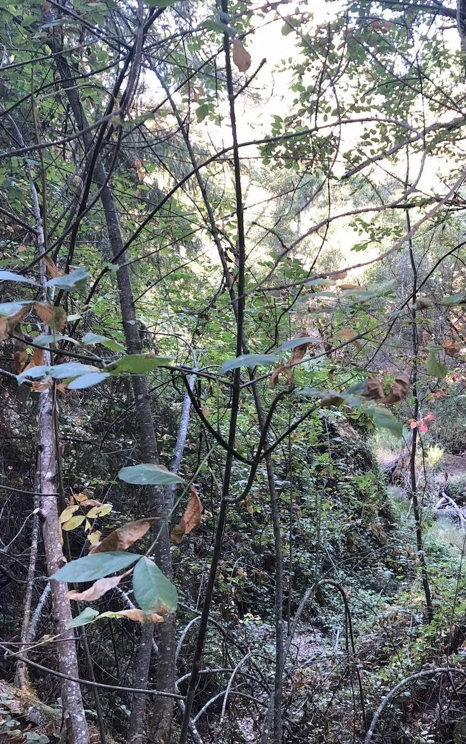 forest copy.JPG
