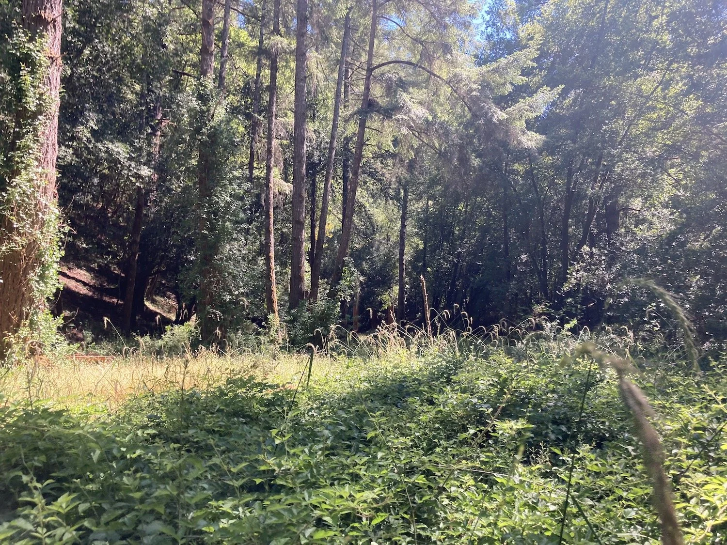 meadow.jpeg