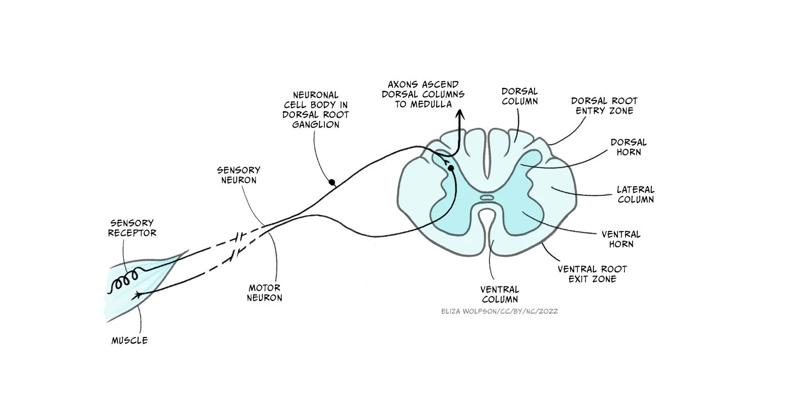 eliza-wolfson-spinal-relay.jpg