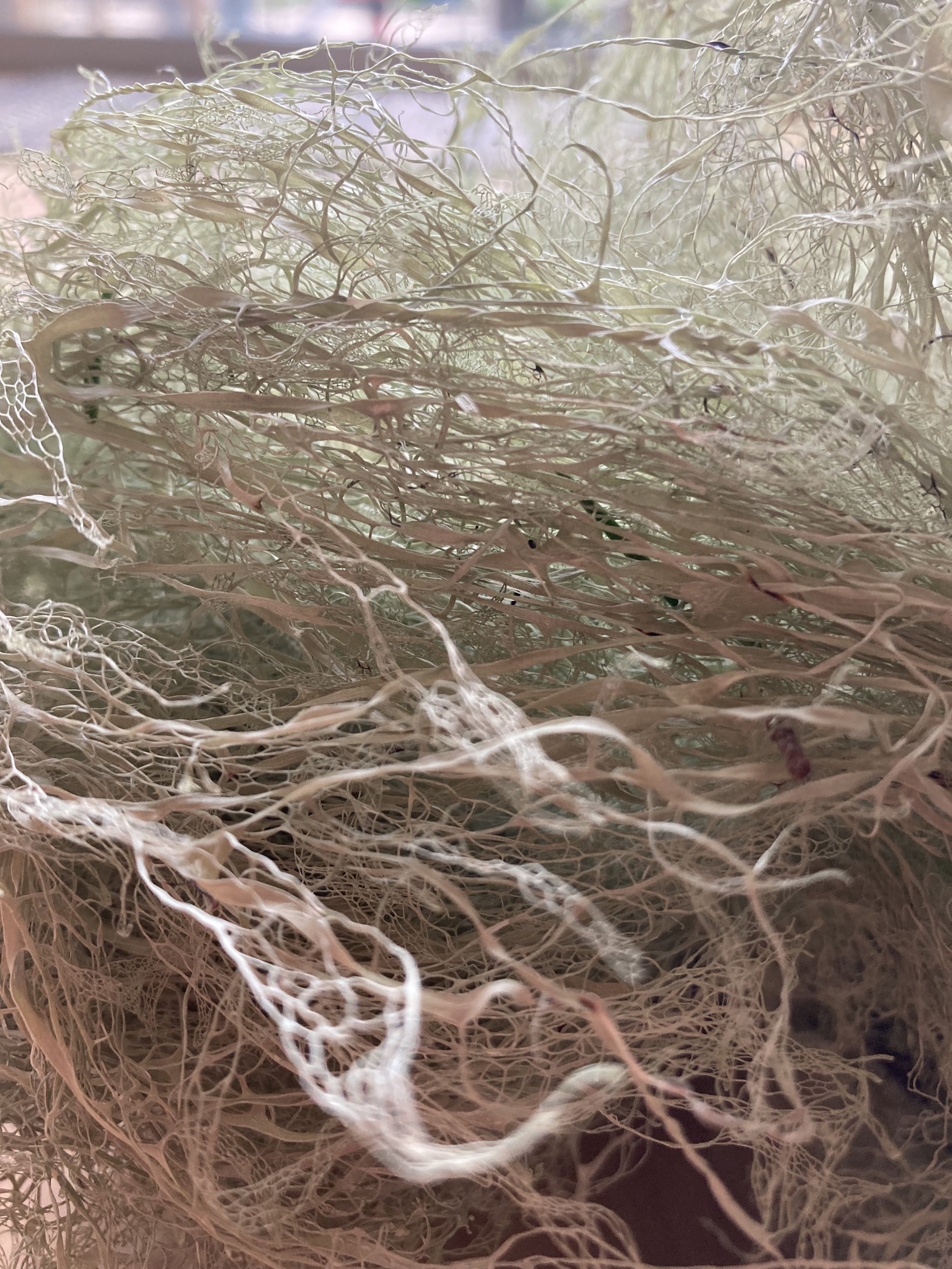 lichen4.jpg