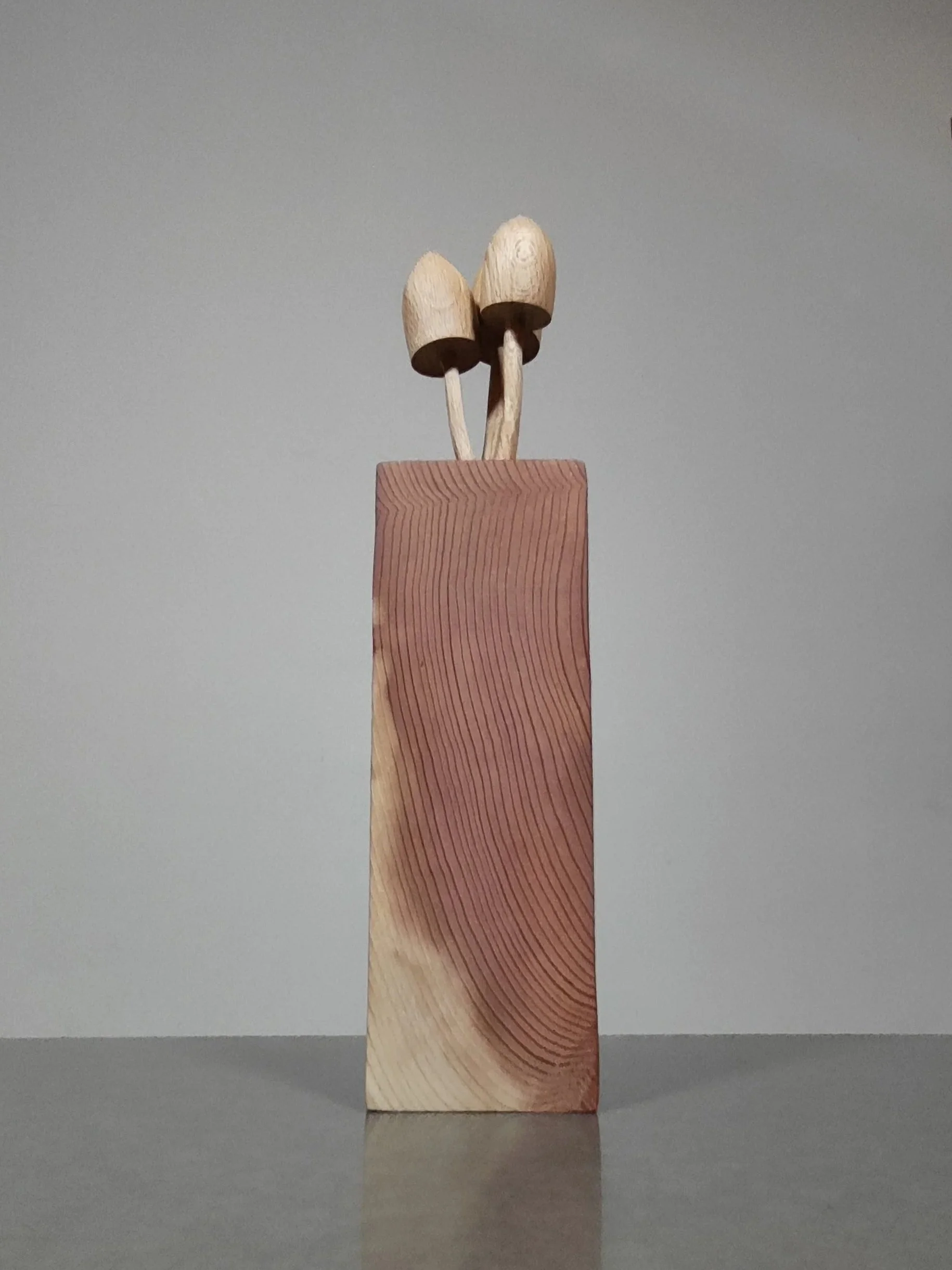 Mushroom cluster on Douglas fir block