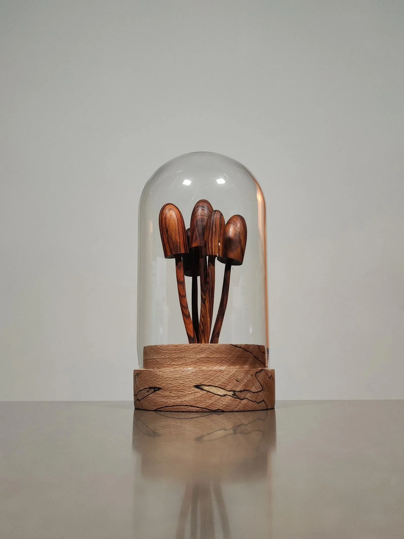 Cocobolo mushrooms in glass cloche