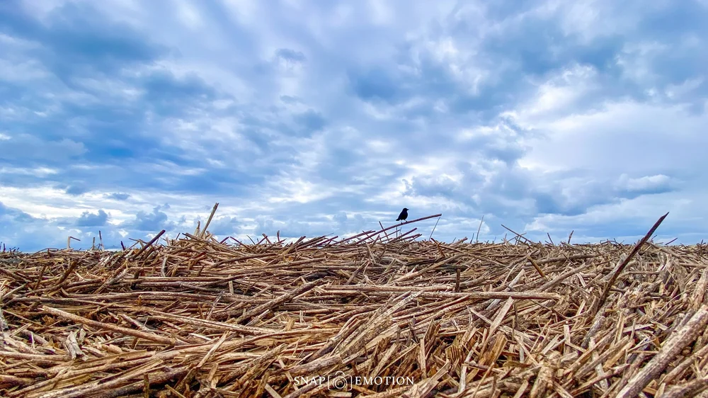 Nature-oiseau - 1.jpeg