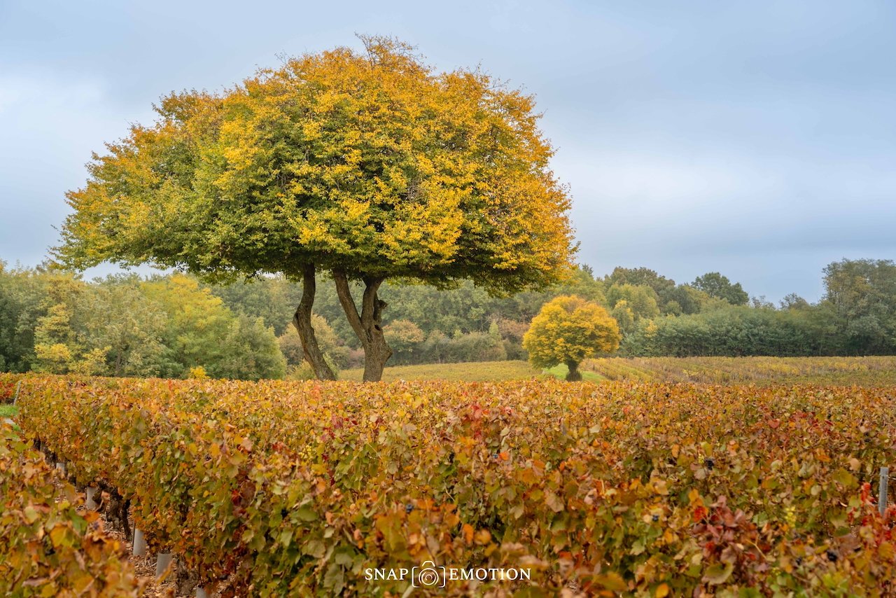 A la découverte du Beaujolais