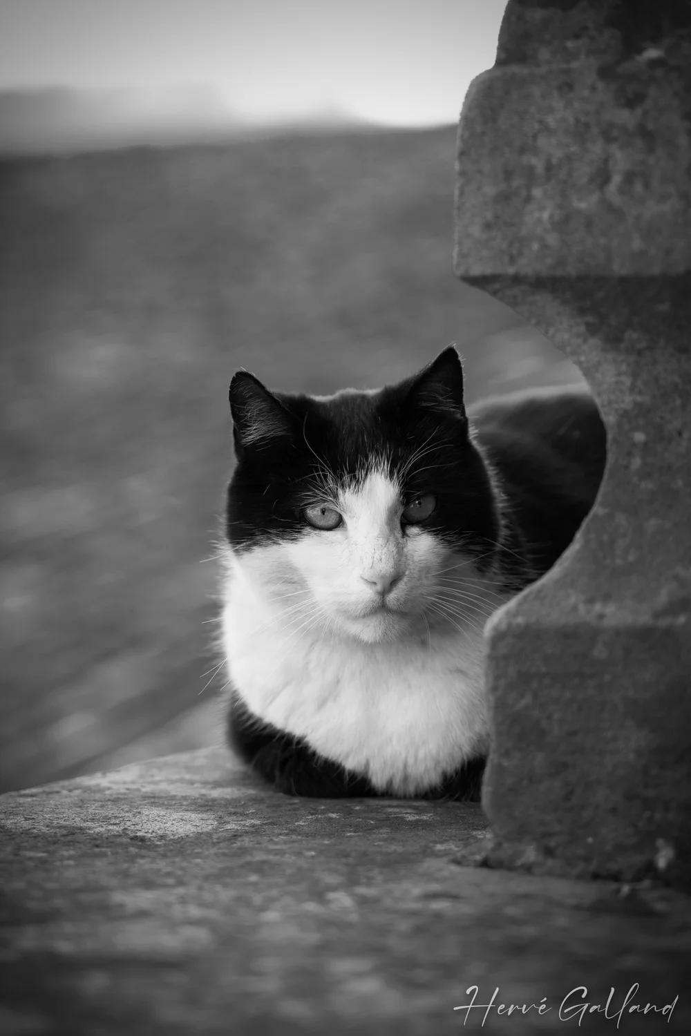 Chat-photogrphe-Lyon - 1.jpeg