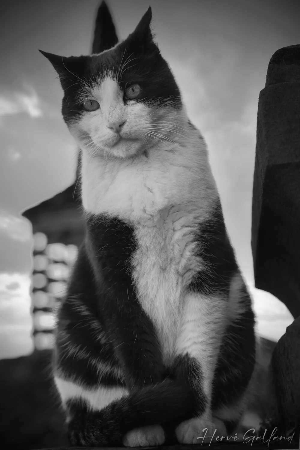 Chat-photogrphe-Lyon - 9.jpeg