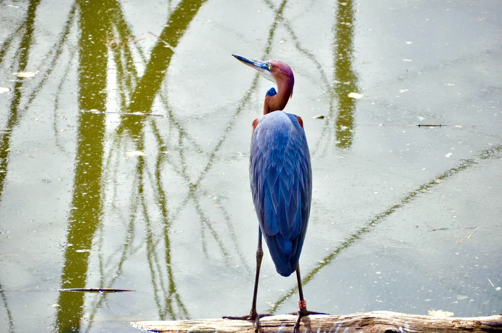 Oiseaux - 1 (1).jpeg