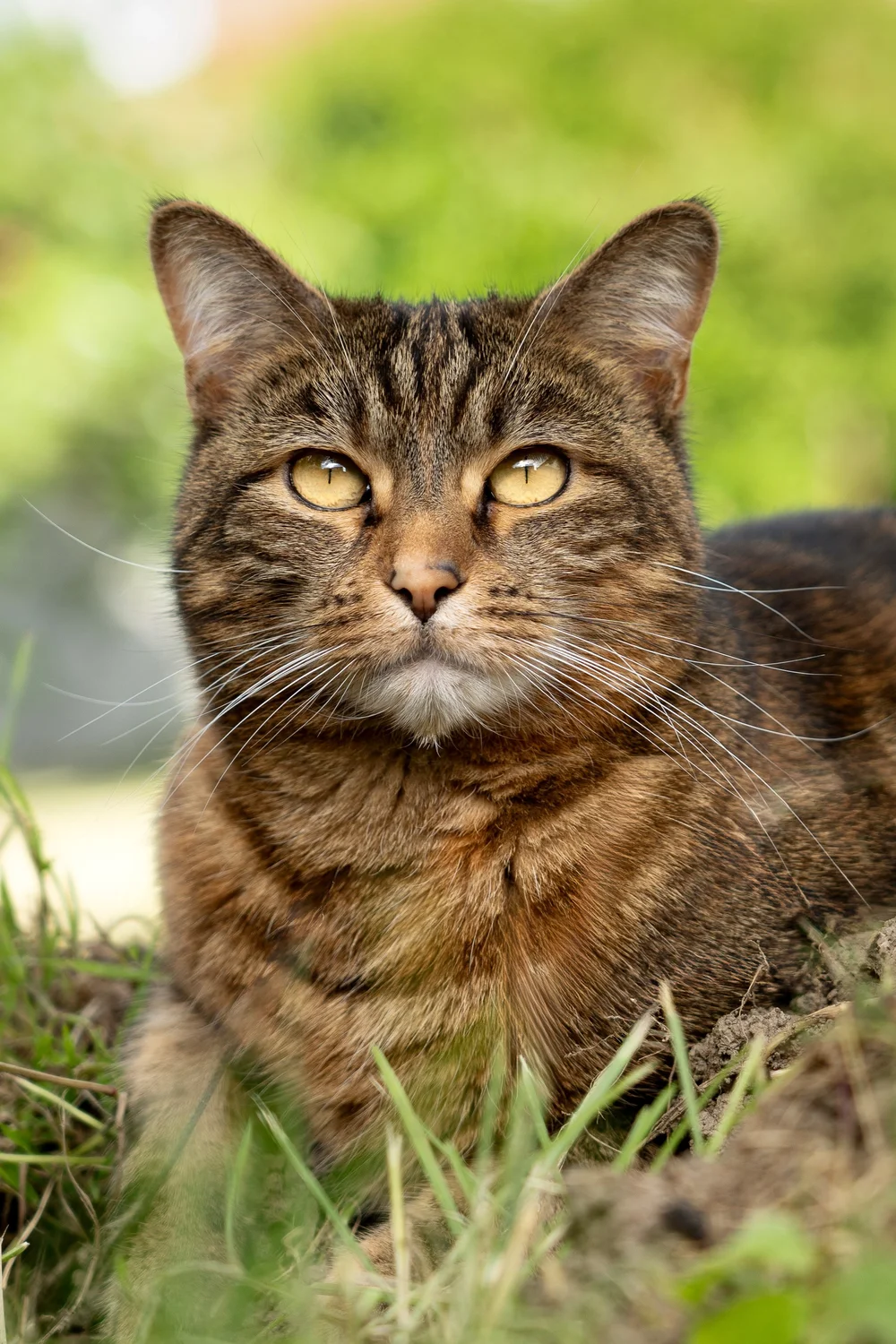 Chat-photographe-Lyon - 1.jpeg