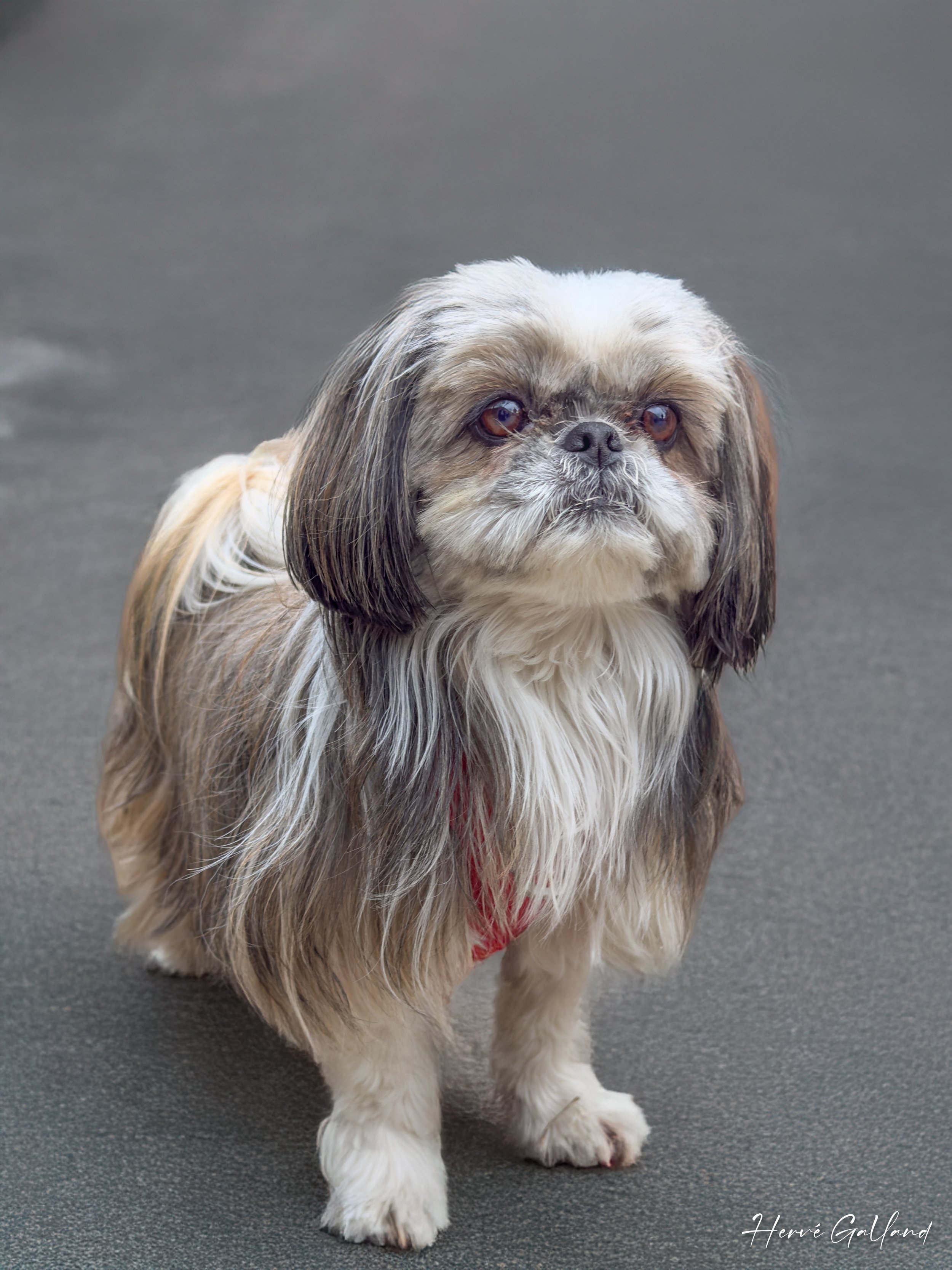 Conseils pour photographier vos animaux domestiques (chats et chiens)