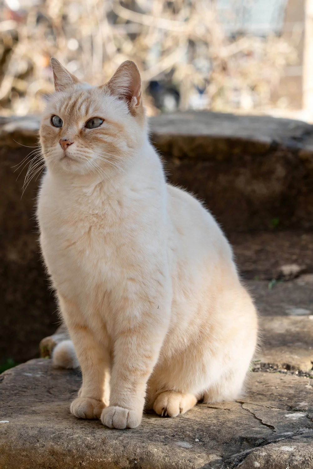 Chat-photogrphe-Lyon - 5.jpeg