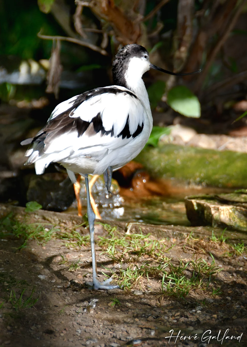 Oiseaux - 2 (1).jpeg