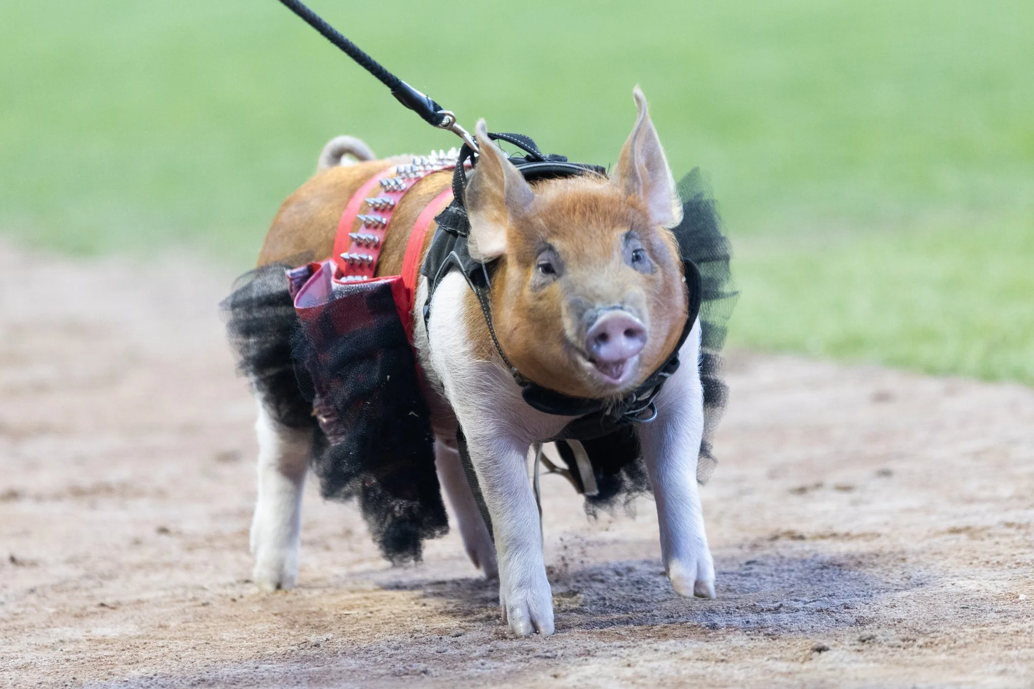 MNLL_20260515_StPaul_Saints_Columbus_Clippers-1515.jpg