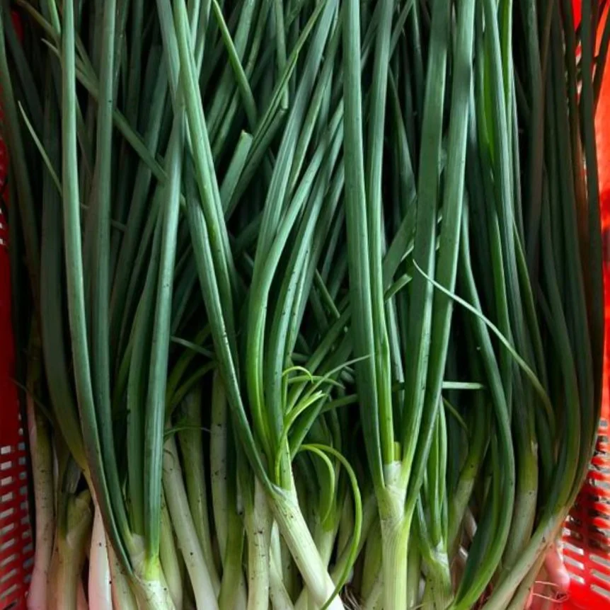 Spring Onion 4.jpg