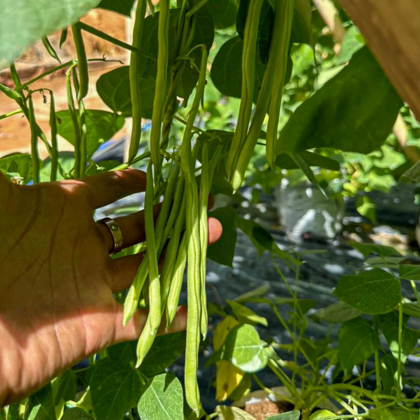 French Bean 9.jpg