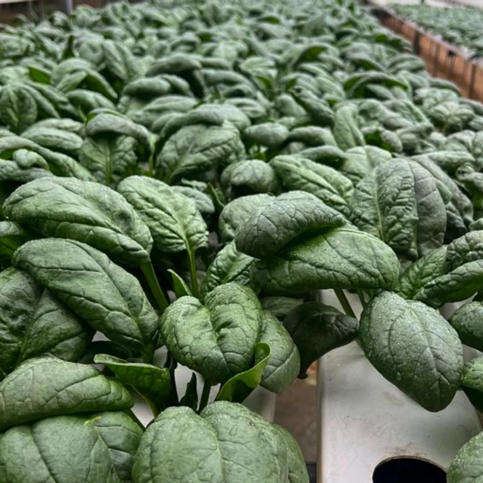 Baby Spinach 2.jpg