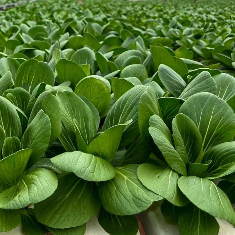 Sawi Kecil 3.jpg