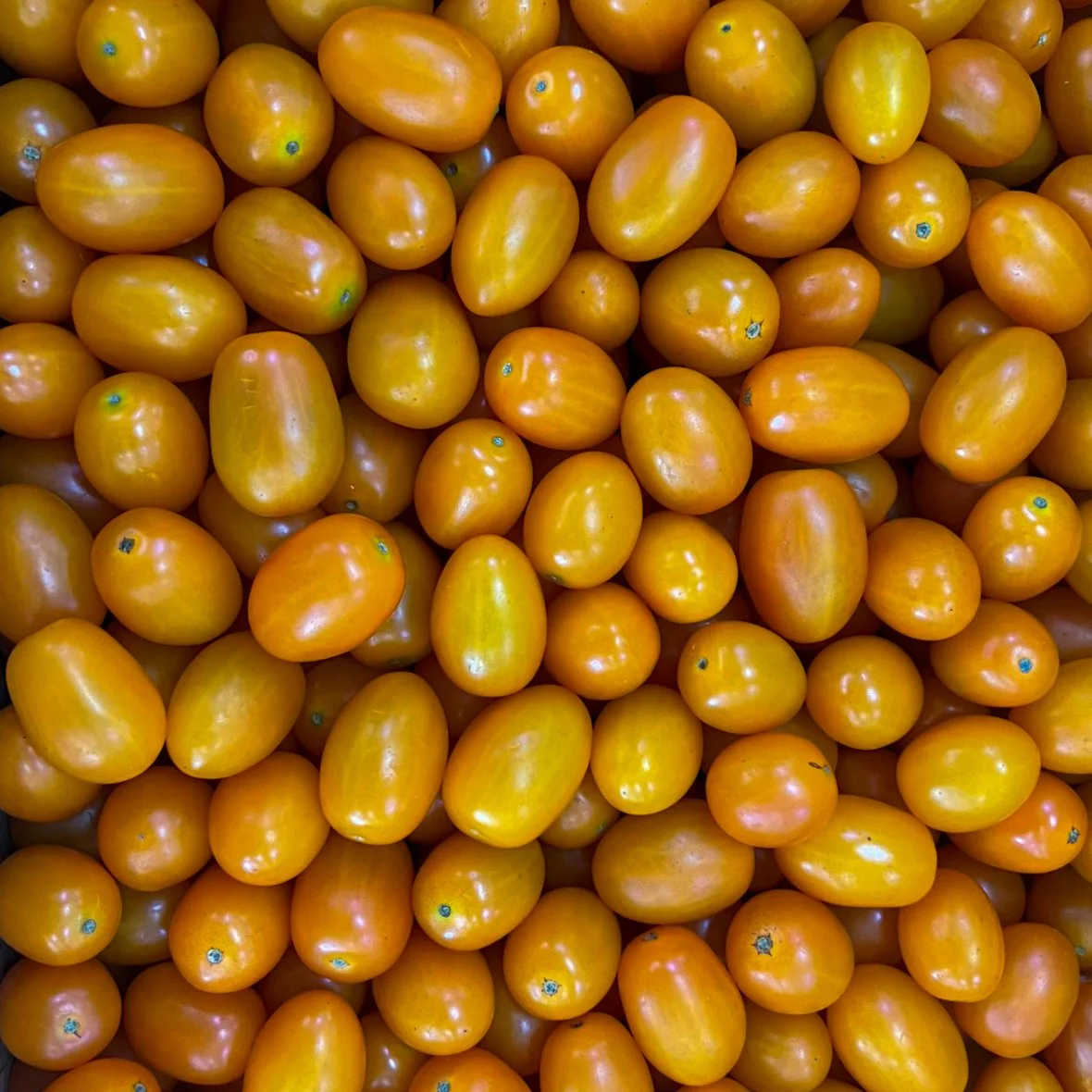 Yellow Cherry Tomato 11.jpg
