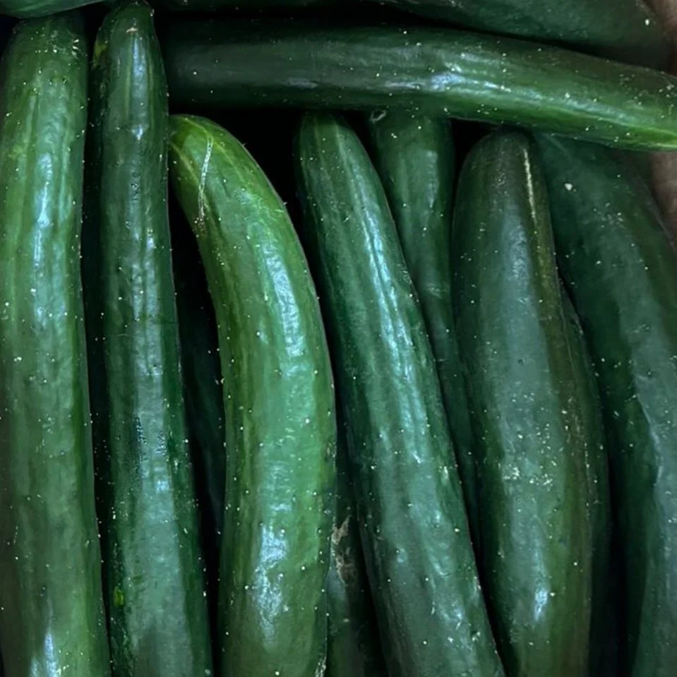 Japanese Cucumber 6.jpg