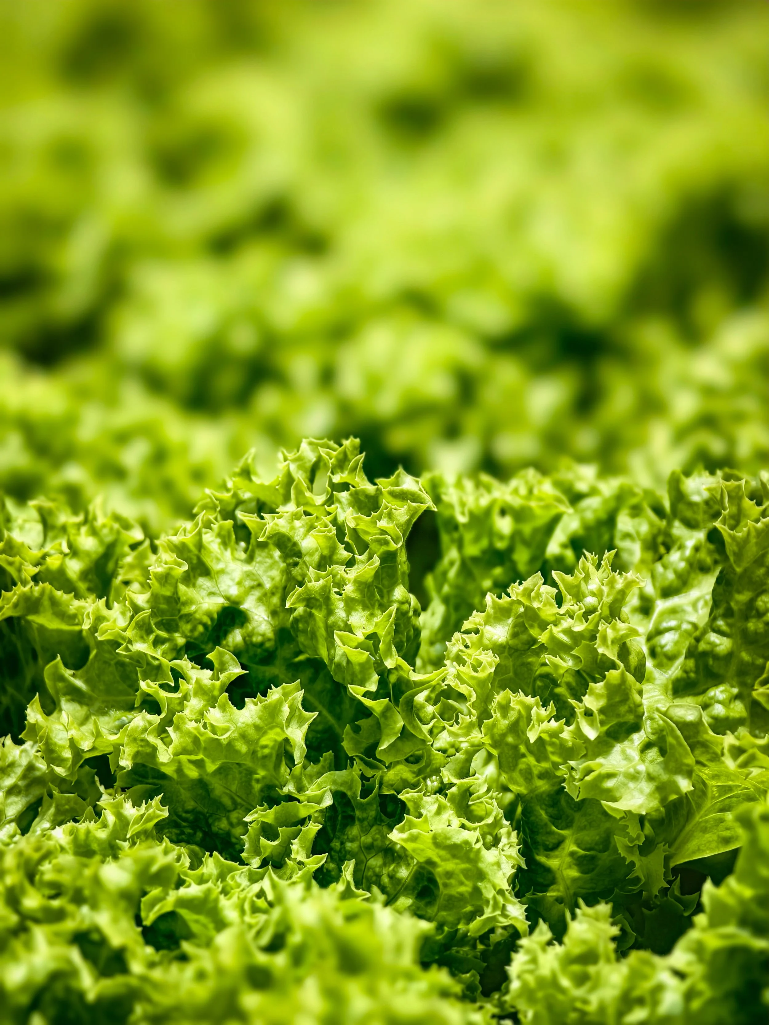 CCC@20240319_Lettuce_-3.jpg