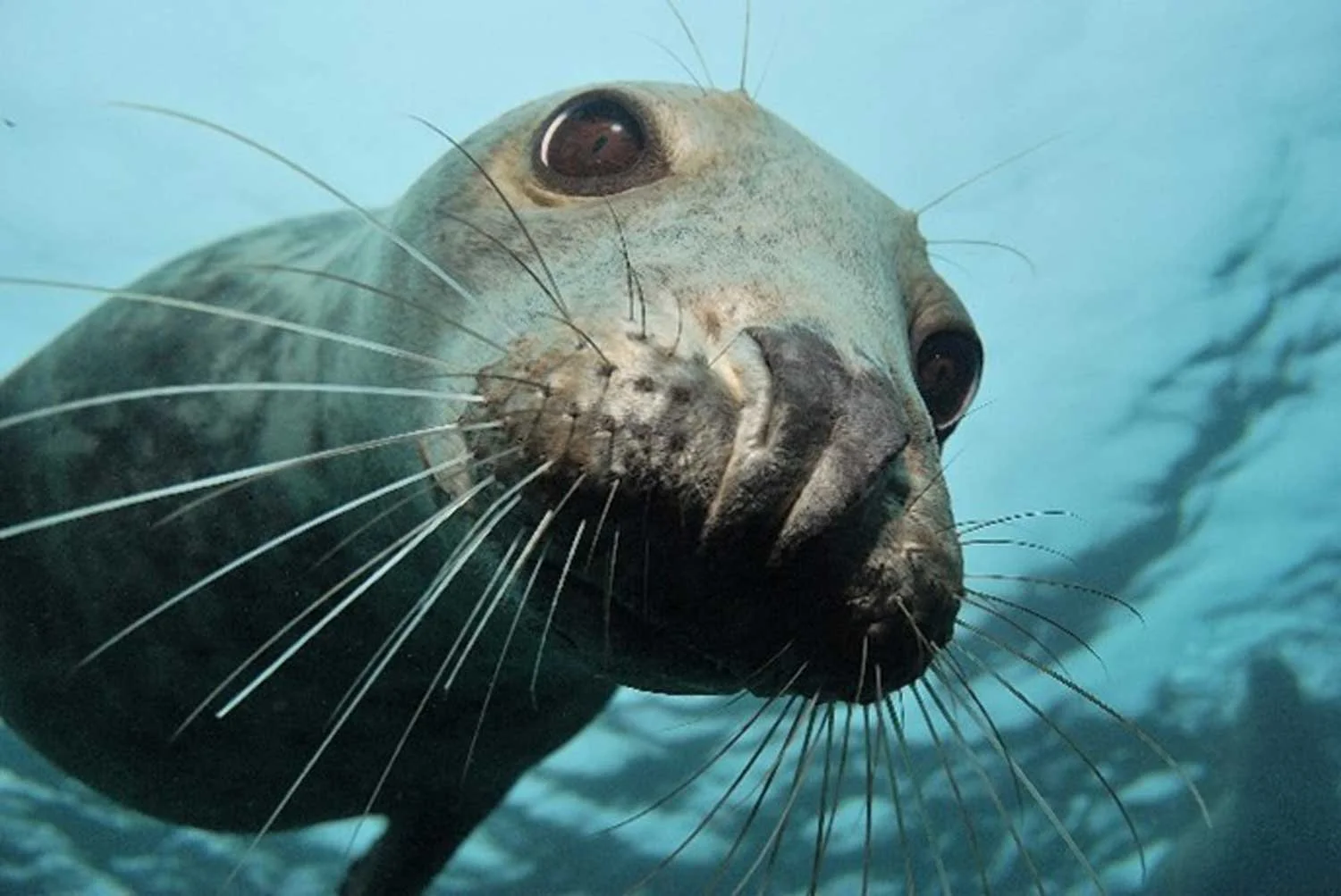 Berwickshire Marine Reserve talk