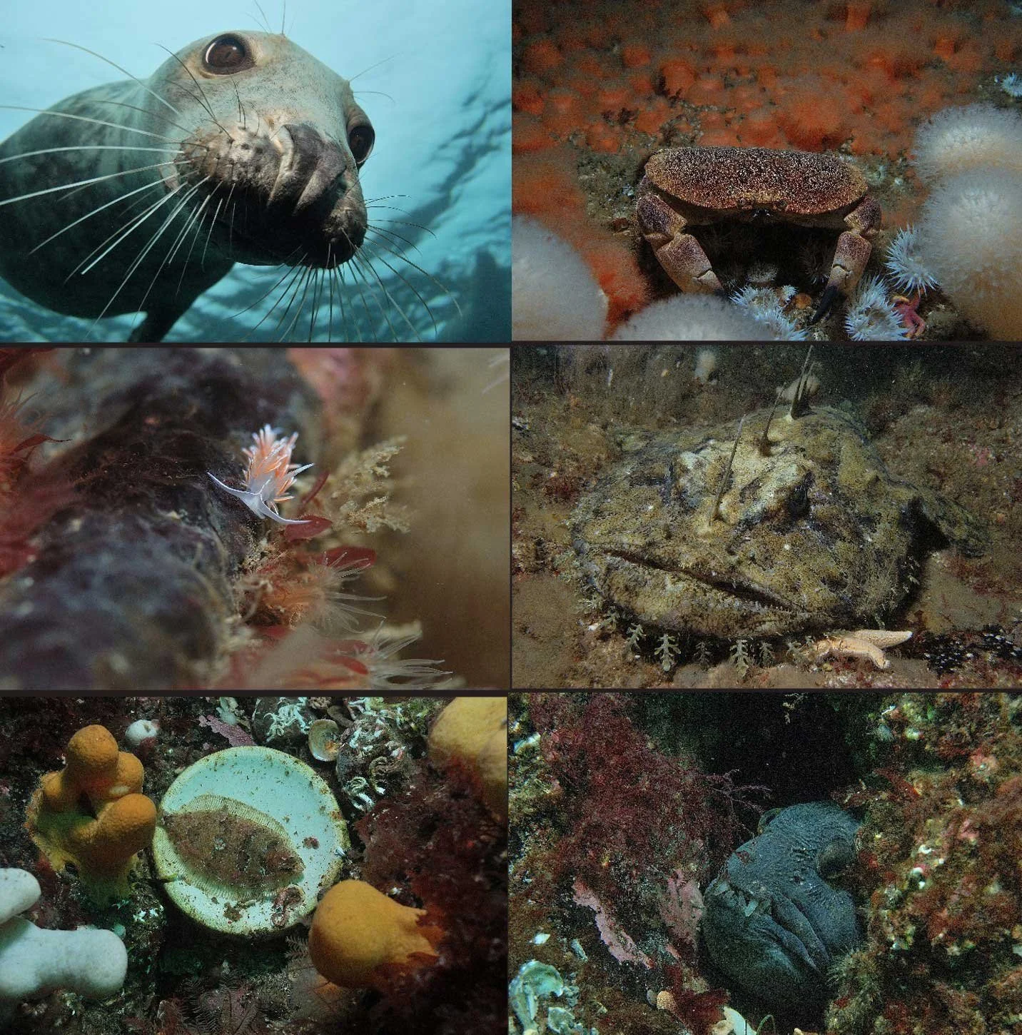 Berwickshire Marine Reserve talk - 30 Apr 26