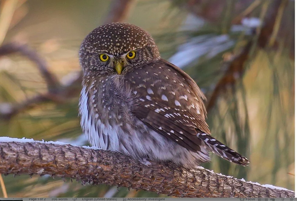 GIVE JUST A LITTLE HOOT ABOUT THE FUTURE OF PARK COUNTY&amp; DOUBLE YOUR MONEY!