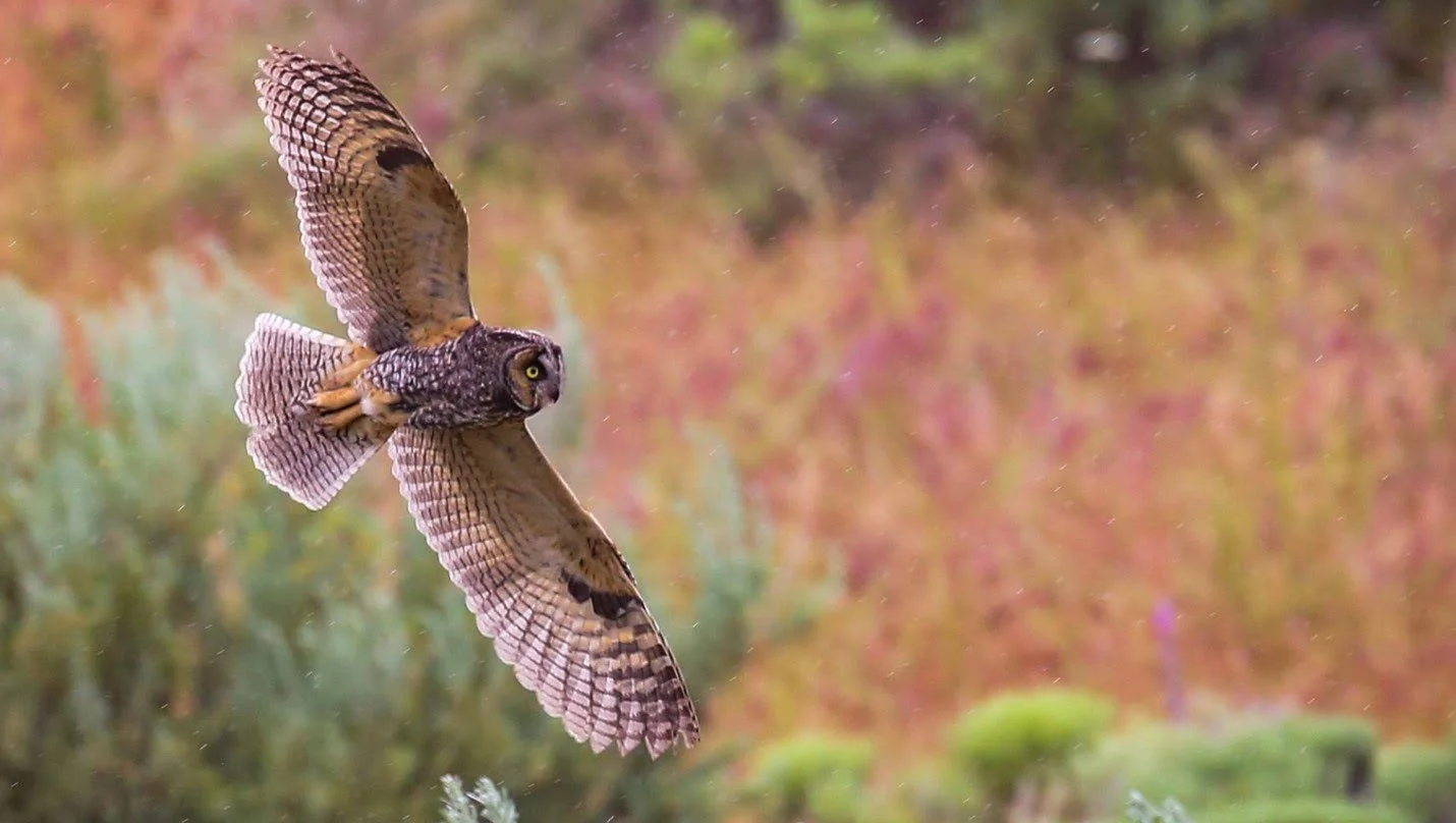 The GIVE A HOOT Campaign is Taking off!