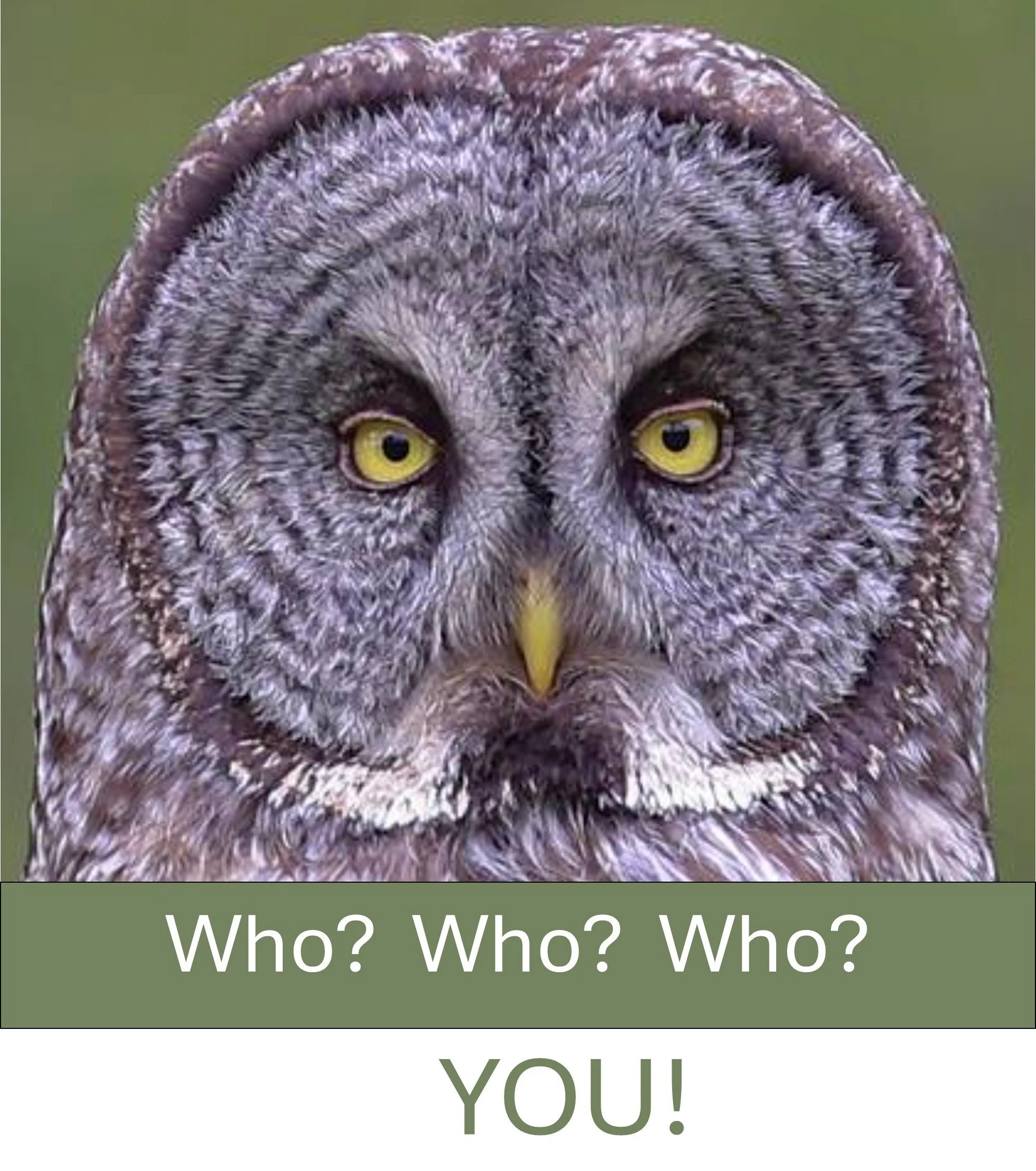 Who? Who? Who?! You!