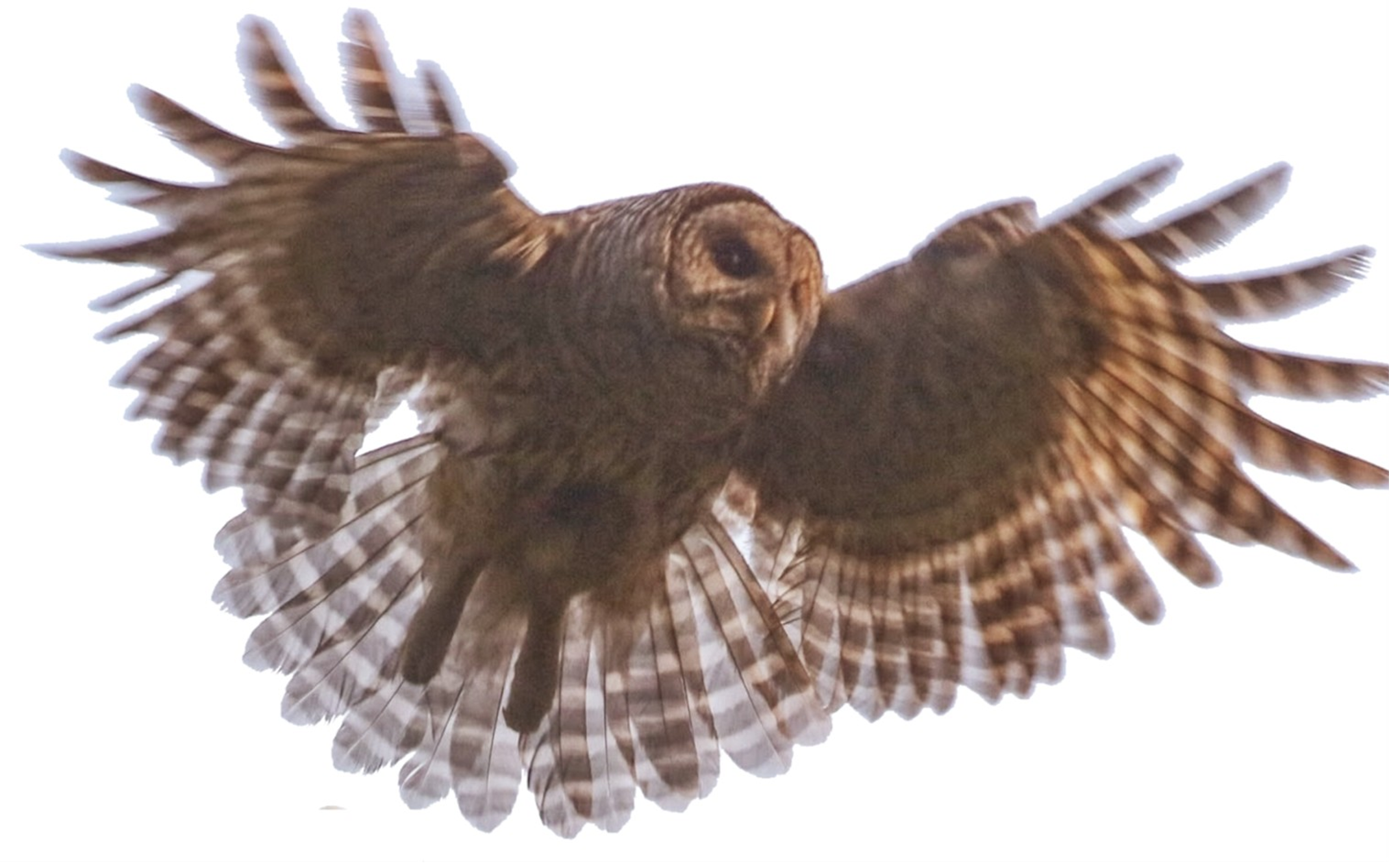 Hoot 2025 Email #2