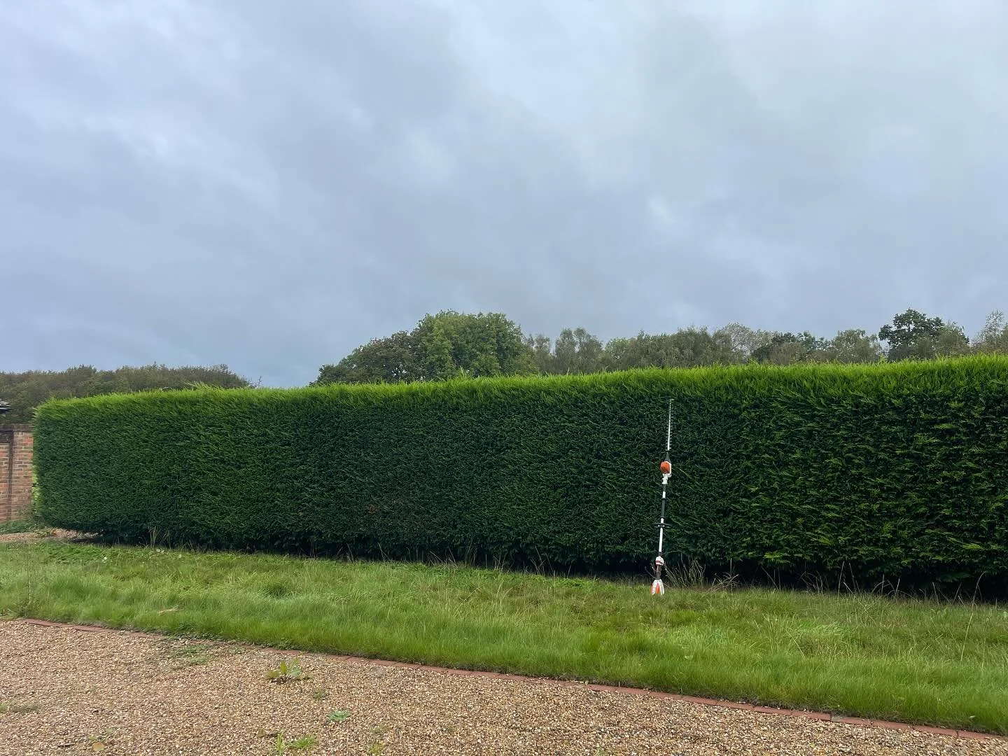 Precision hedge trimming yesterday 📏 #hedgetrimming #treesurgeon