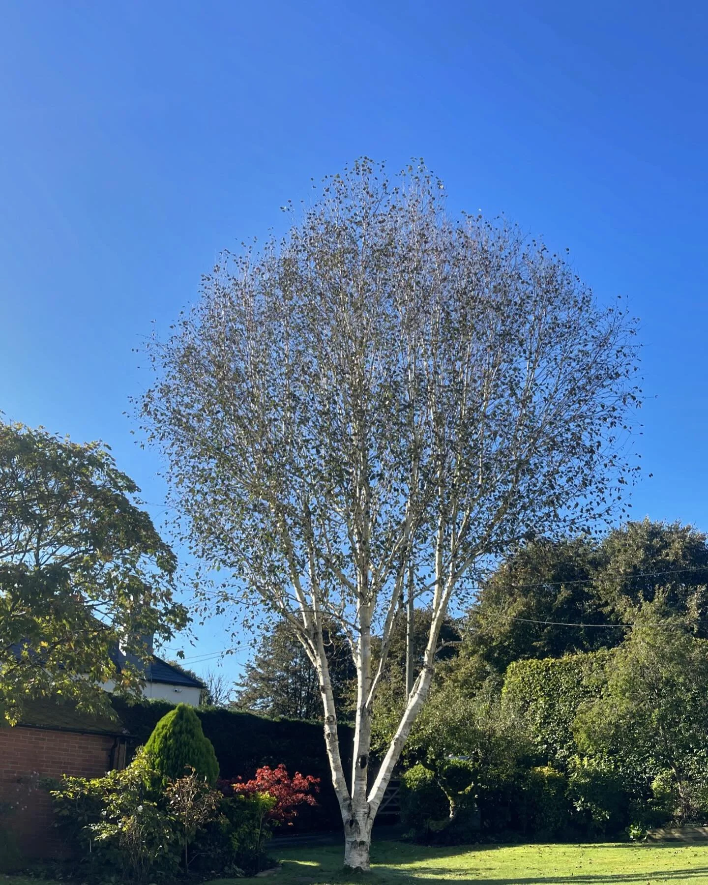 A nice little reduction on this birch today. #treereduction #treesurgeon