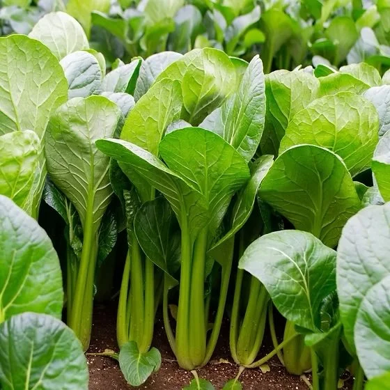 Produce &amp; Recipes: December 2 &amp; 3, 2025