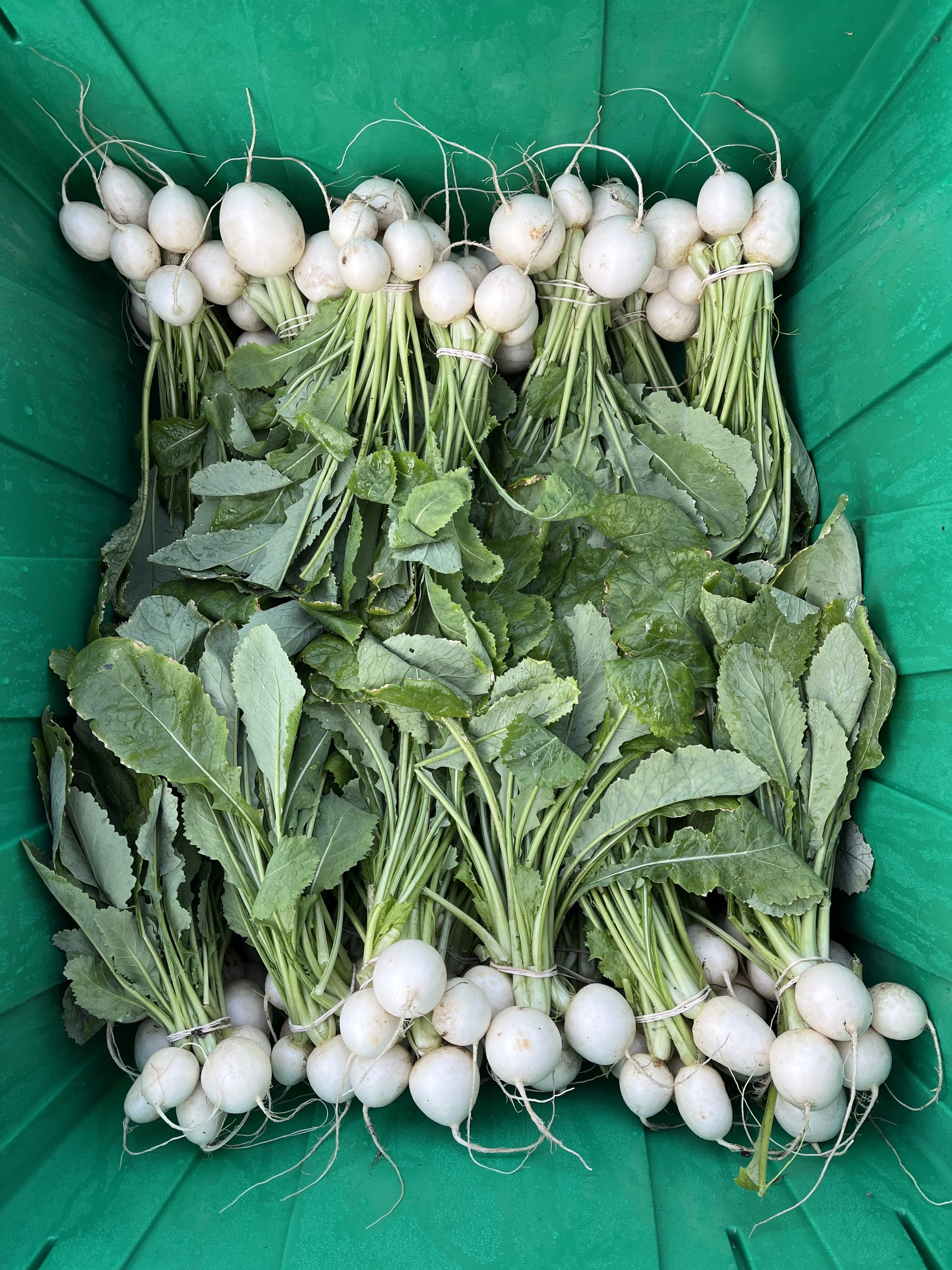 Produce &amp; Recipes: February 18, 2026