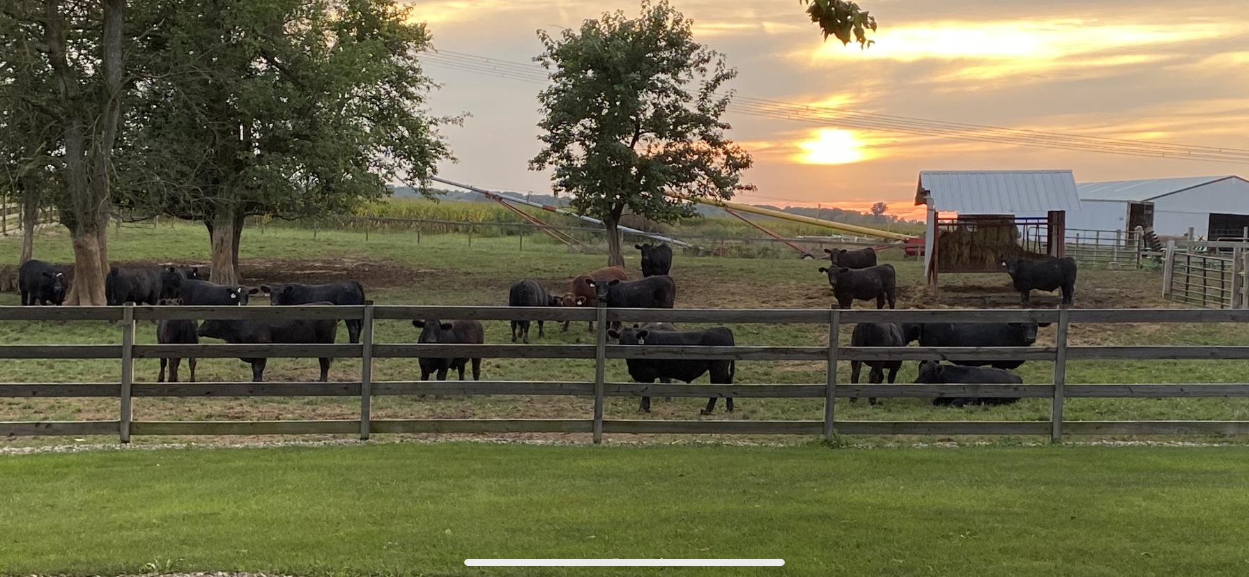 Sheller Family Foods | Non-GMO Beef & Pork | Noblesville, IN