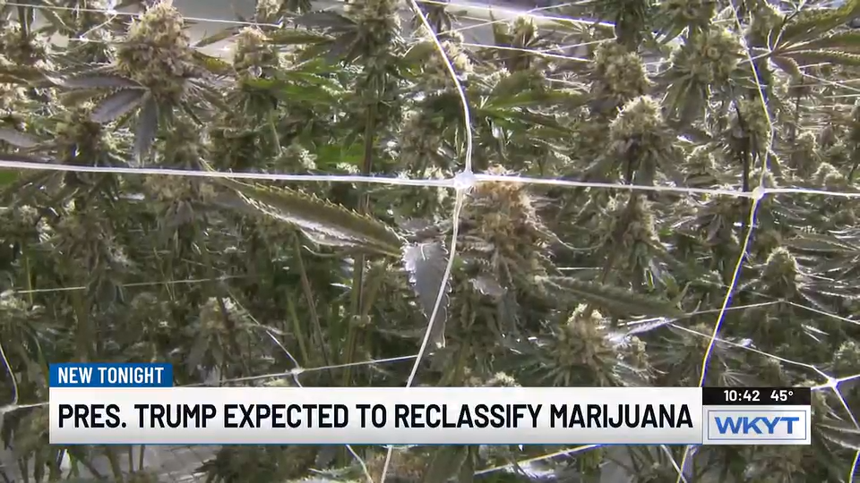 Trump considers marijuana rescheduling executive order, Ky. advocates weigh in