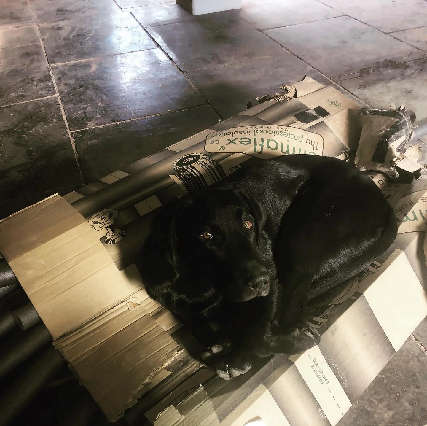 Keeping himself warm at work.
#climaflexpipeinsulation 
#obi_dog