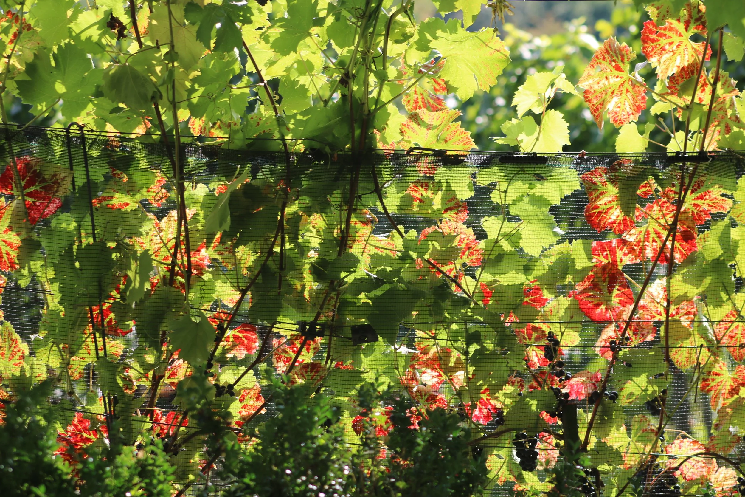 Narzistischen Missbrauch überwinden und die Wunden heilen