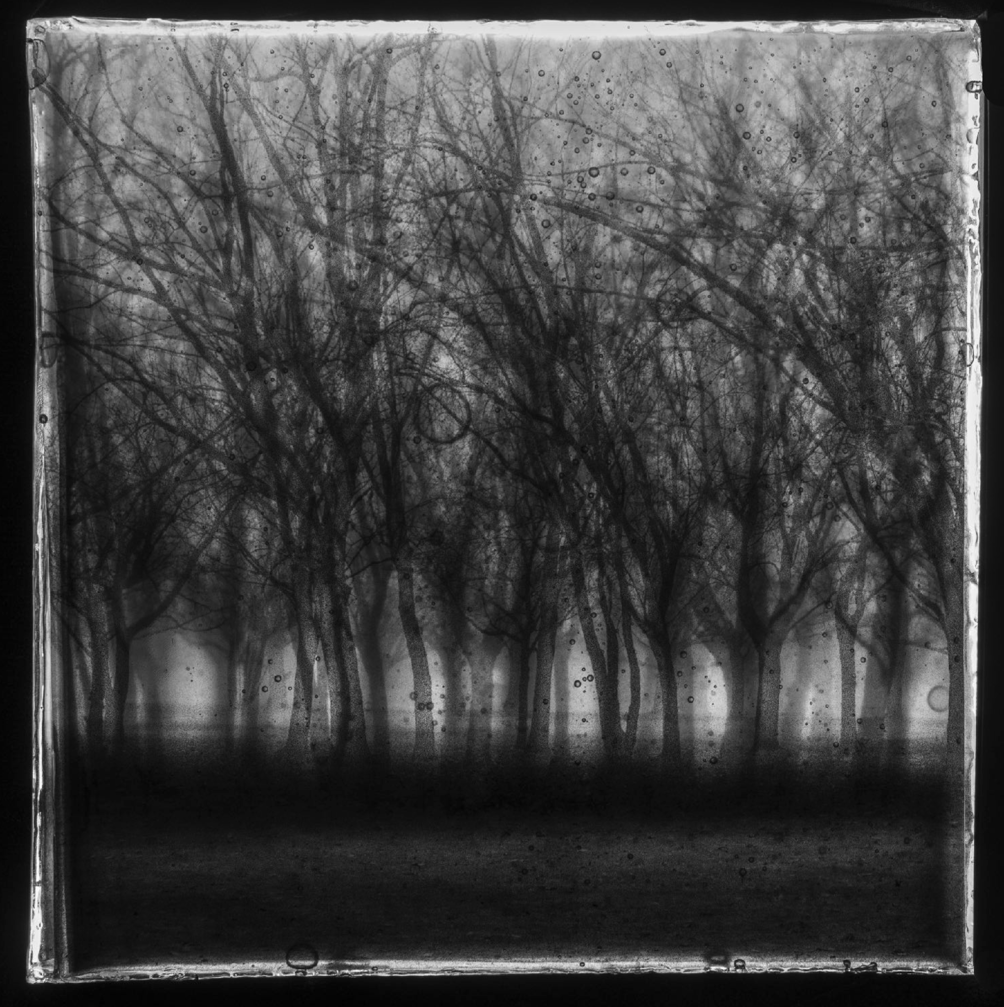 A black and white image of a group of young trees. we are seeing them through misty eyes. The image is quite ethereal.
