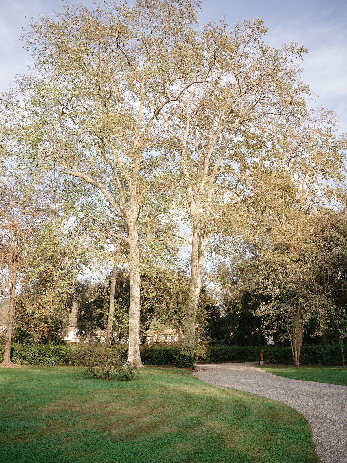 A park scene with two tall trees, green grass, a gravel pathway, and a cloudy sky.