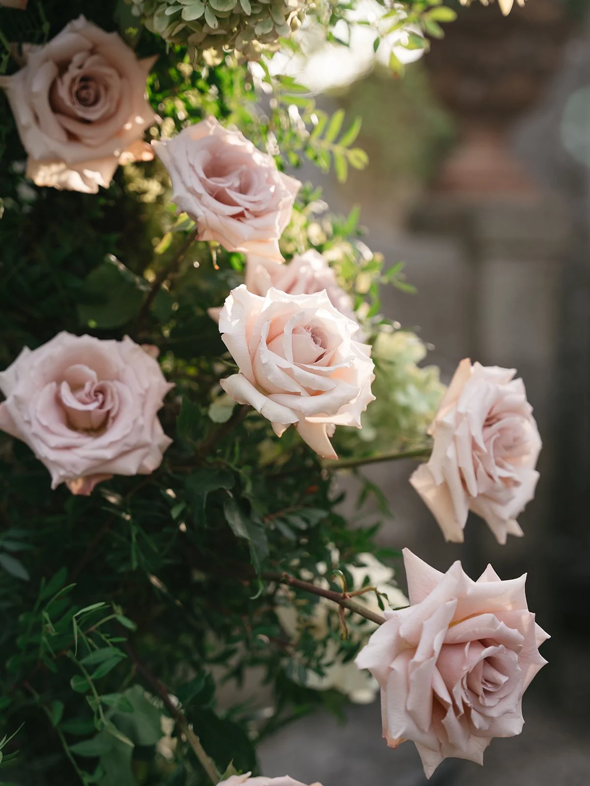 A cluster of light pink roses blooming on green shrub with sunlight shining on the flowers.