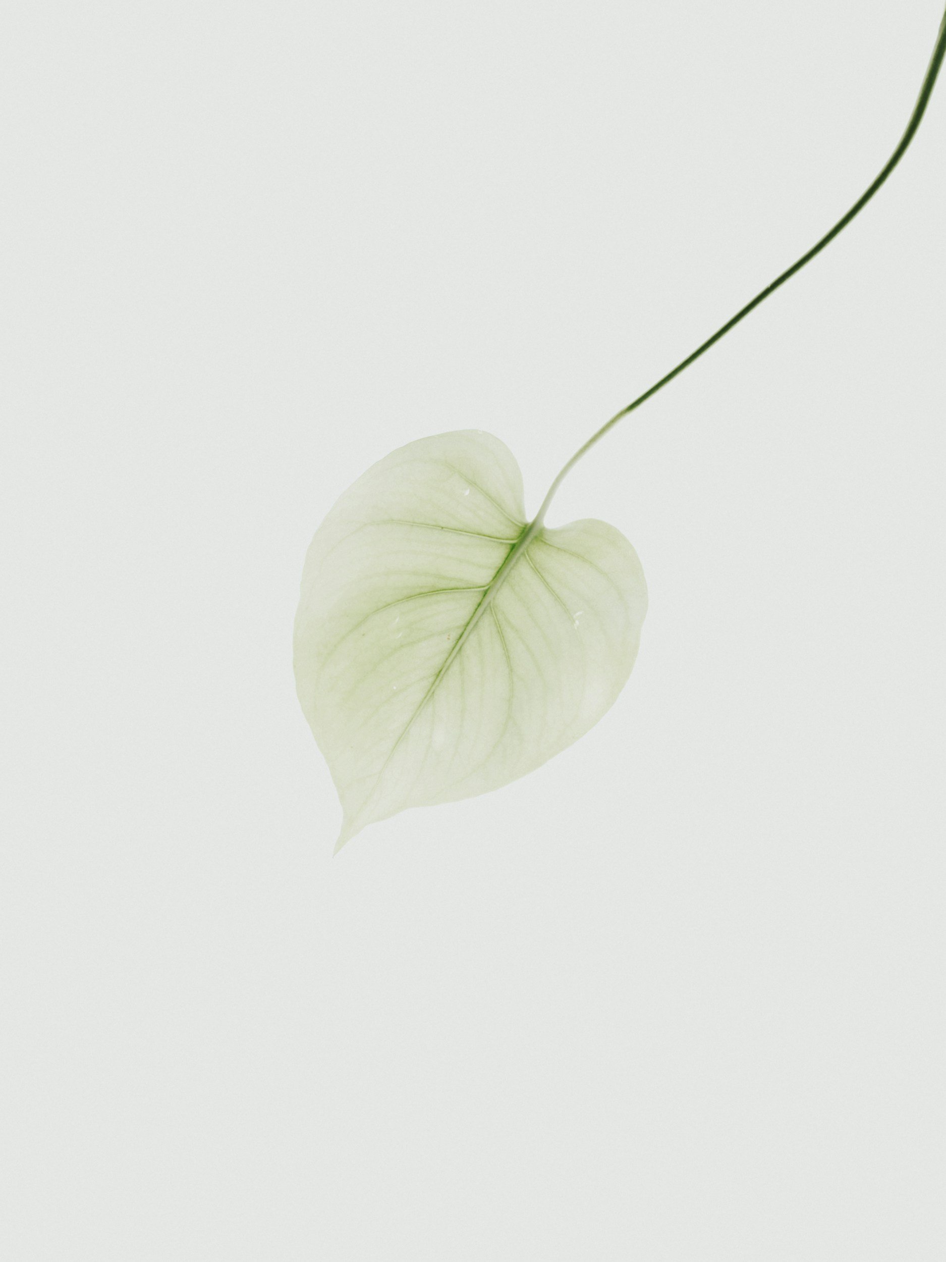 A minimalistic white background with a single light green, heart-shaped leaf and a long, thin stem.
