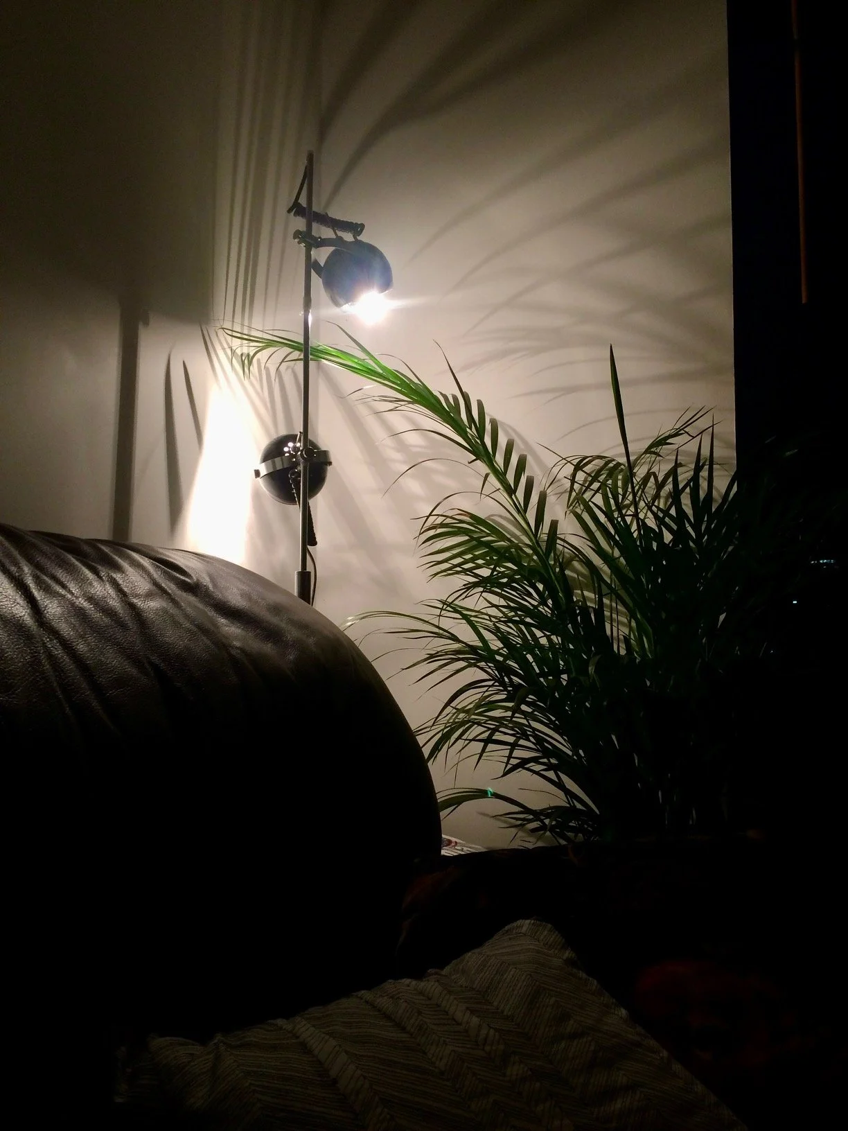 A living room at night with a floor lamp casting shadows on the wall and a green leafy plant near the lamp.