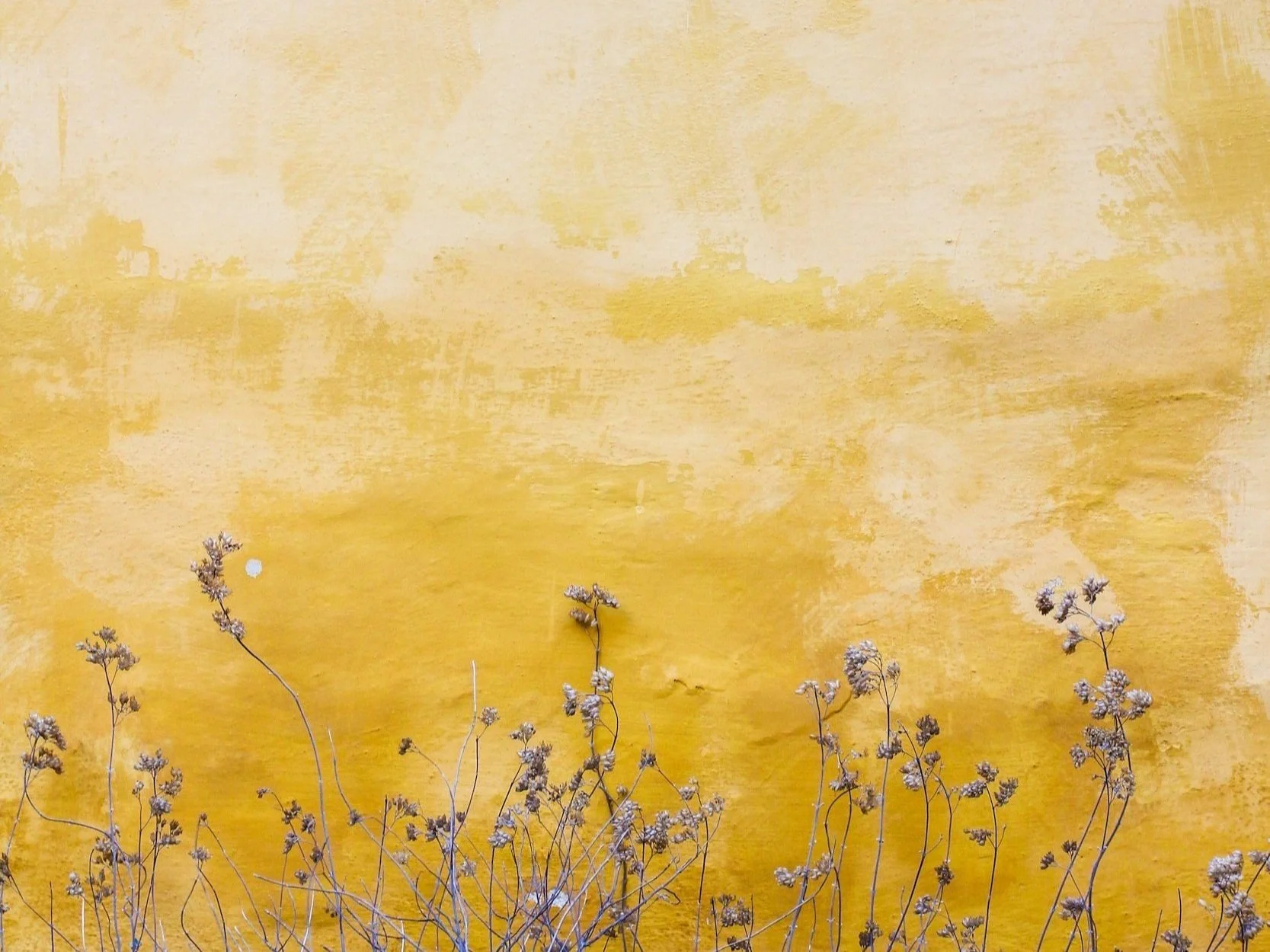 Dry, brown, delicate plants or flowers in front of a textured yellow wall.